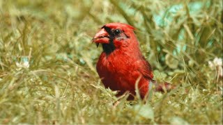 Cardinal bird singing and call sounds melodies for relaxing  LunaRelaxingMusic [upl. by Haig308]