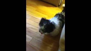 Havanese barking [upl. by Leaffar]