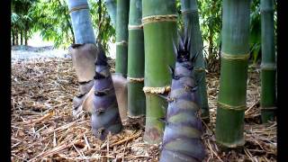 Dendrocalamus Giganteus Time Lapse 2012 [upl. by Galitea]