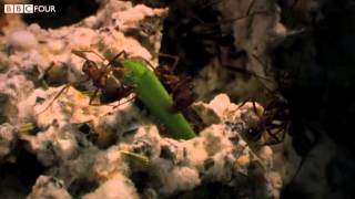 Grasscutter Ants Cultivating Crops  Insect Worlds  Episode 2 Preview  BBC [upl. by Dav]