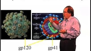 Why is HIV resistant to antibody production  David Baltimore Cal Tech [upl. by Uuge]