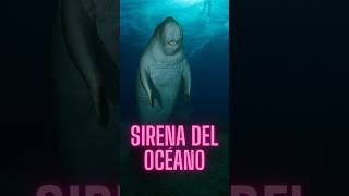 El DUGONGO ¿La SIRENA del Océano dugongo animalescuriosos [upl. by Ahsenal]