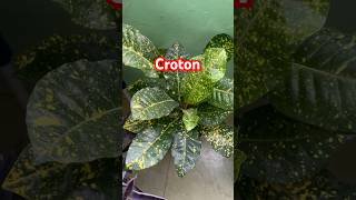 Croton plant plantlovers gardening shorts nature trending youtubeshorts plants viralvideo [upl. by Evelin]