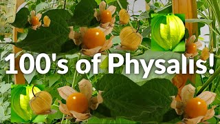 HowTo Get Hundreds of Physalis Berries Every Year Without Replanting Golden Berries Perennials [upl. by Vijnas]