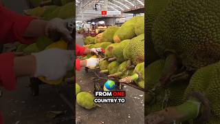 How jackfruit is transported from one country to another🌟🌳 Part 01 🌍 shorts short unique [upl. by Nylkaj29]