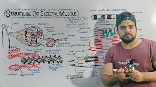 Structure of Skeletal Muscle Detailed lecture on Skeletal Muscle [upl. by Charleen]