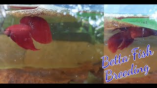 Normal Betta Fish New Breeding 😍😍 trending breeding worldoffish769 [upl. by Cilka44]