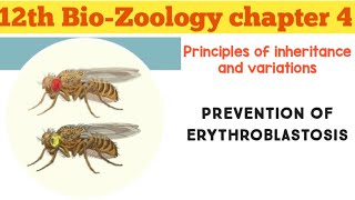 12th bioZoology chapter 4 Principles of inheritance and variationPREVENTION OF ERYTHROBLASTOSIS [upl. by Ueihtam]