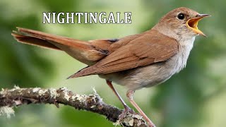 nightingale nightingale bird [upl. by Guss]