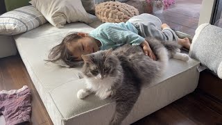 なんだかんだ近くにいる猫 ノルウェージャンフォレストキャット A cat somehow near daughter Norwegian Forest Cat [upl. by Odraleba909]