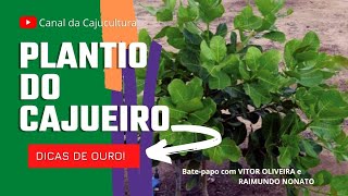 Plantio do cajueiro [upl. by Florrie]