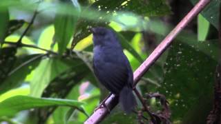 Mousecolored Tapaculo  Scytalopus speluncae Ménétriès 1835 [upl. by Nolra]