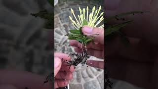 Breakthrough creativity when propagating the flower plant Ixora Coccinea [upl. by Rora972]