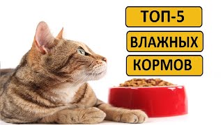 Лучшие влажные корма для кошек  Рейтинг топ 5 [upl. by Trygve]