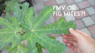 Fig Mosaic Virus or Fig Mites [upl. by Aelanej925]