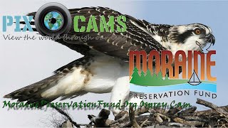 MorainePreservationFund Osprey Cam Live Stream O18 HATCH 52724  72024  O18 FALLS FROM NEST [upl. by Oleic]