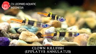 Epiplatys annulatus The ROCKETEER Clown Killifish Leopard Aquatic K013A [upl. by Aseram]