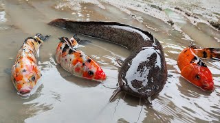 Menemukan Ikan Lele Di Sawah Ikan Koi Ikan Nila Ikan Hiu Gurita Kepiting Ikan Arwana Part590 [upl. by Devy801]