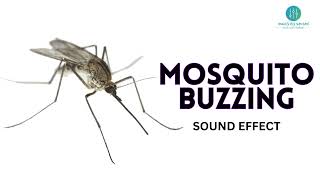 Mosquito Buzzing Sound Effect  Copyright Free [upl. by Nebur]