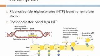 Biology 1 Lecture 17 Transcription and Translation [upl. by Buff]