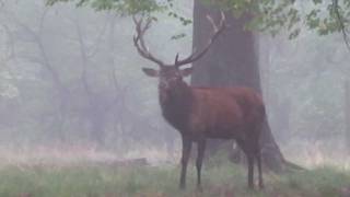 Röhrender Hirsch morgens im Wald [upl. by Ennovahc]