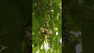 Pongame Oiltree करंज Millettia Pinnata Pongame Pongamia Pinnata Pongamia Tree  Pinnata Tree [upl. by Ygief]