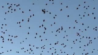 Starlings Flying at Dusk [upl. by Gnahk867]