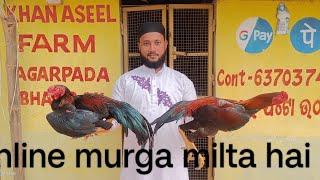 online murga milta hai khan aseel farm Odisha [upl. by Airdnaxila]