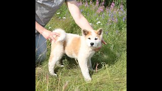 Japanese Type Akita Puppy  AVAILABLE   Arctic Akitas Kennel [upl. by Minnie]