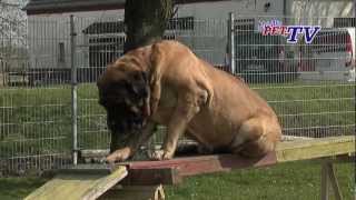 Mastiff Informationen zur Rasse [upl. by Lea]