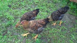 Golden Laced Wyandottes  11 Weeks Old May 18 2010mp4 [upl. by Martyn467]