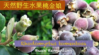 桃金娘用法用法 Rhodomyrtus tomentosa benefit 。Manfaat POKOK KEMUNTING。 [upl. by Yborian]