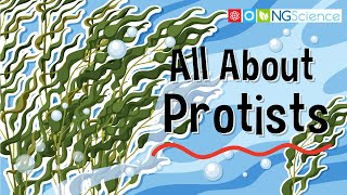 All About Protists [upl. by Nylarej]