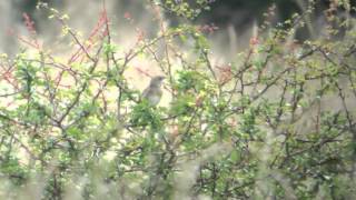 Grasshopper Warbler [upl. by Ailadgim]