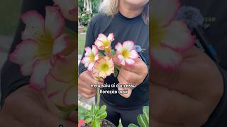 FLORES DE SEMENTES SÃO IGUAIS A PLANTA MÃE plantas jardim rosadodeserto viralvideo [upl. by Ettevram]