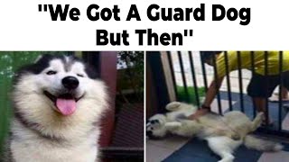 Dog Memes I Found Last Night [upl. by Dituri]