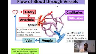 Science 30  Biology  2  Blood Vessels [upl. by Clementi]