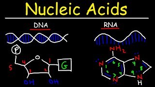 Nucleic Acids  RNA and DNA Structure  Biochemistry [upl. by Alana]