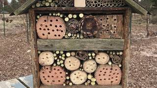 Build an Insect Hotel Everyone Can Grow A Garden 2018 7 [upl. by Sundin]