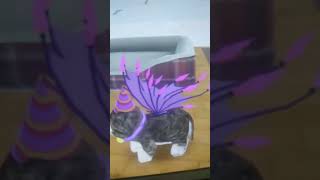 Anxiety meme trend with ResadRzayevzi  Lavender Boo catsim memes lavenderboo catmeme [upl. by Arocat]