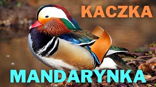 Kaczka mandarynka  głosy [upl. by Scarito520]