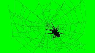 Crawling Spider Green Screen Video [upl. by Borek]