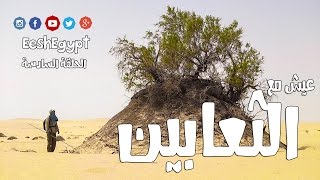 أكل الثعابين كأنها ساندويتشات مع محمد شاهين [upl. by Sire]