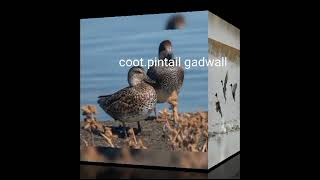 coot gadwall pintail call sound [upl. by Goebel]