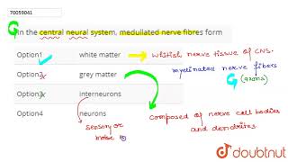 In the central neural system medullated nerve fibres form [upl. by Ariahs]