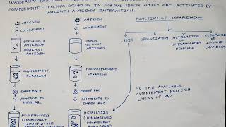 Complement fixation test Wasserman reaction  Syphillis  NBDE [upl. by Lebazi]