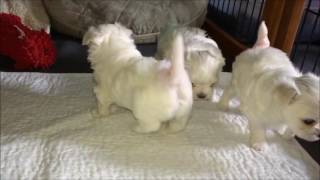 Storybook Maltese Puppies  1 Month 4 Days Old [upl. by Abott686]