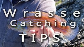 Wrasse Catching Tips [upl. by Child130]