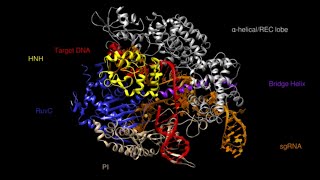 Structure of the Cas9 protein used in CRISPR gene editing [upl. by Aneladgam]