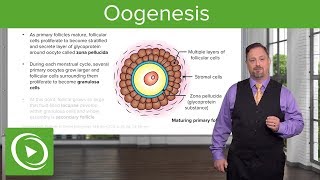 Oogenesis and Follicles – Embryology  Lecturio [upl. by Kciremed]